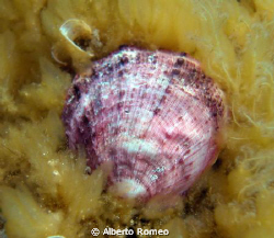 Pink shell on yellow alga. by Alberto Romeo 